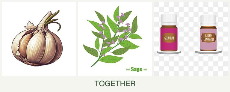 Can you plant garlic, sage and geraniums together?