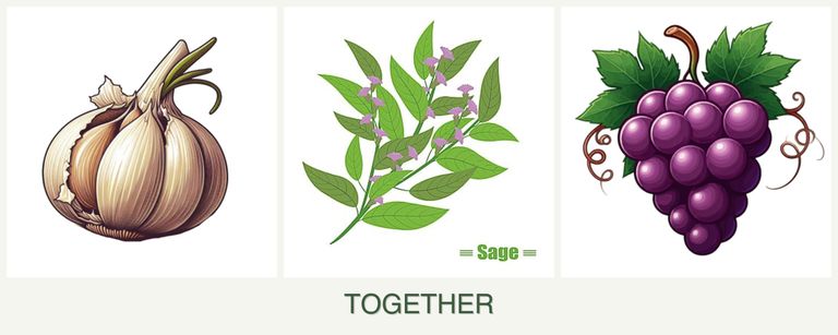 Can you plant garlic, sage and grapes together?