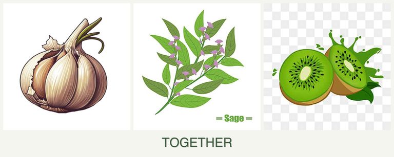 Can you plant garlic, sage and kiwi together?