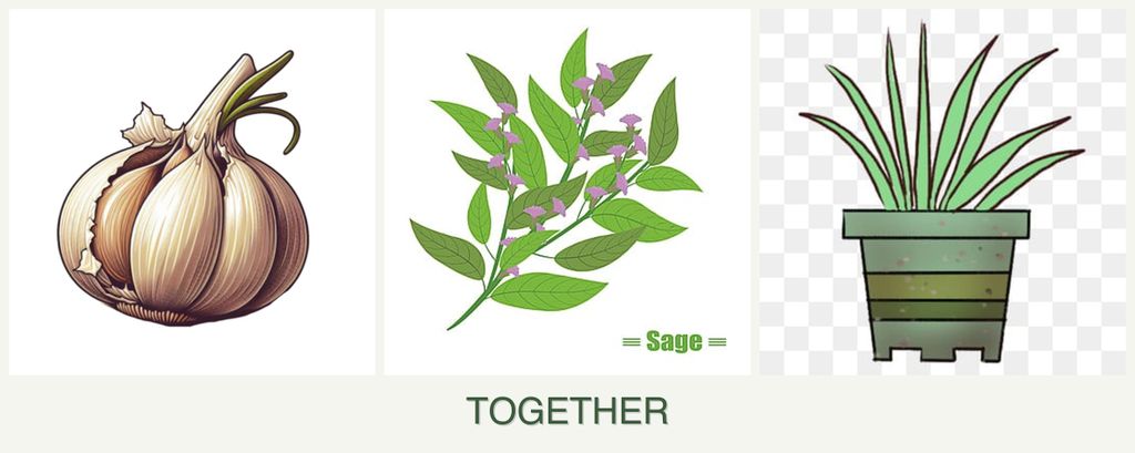 Can you plant garlic, sage and lemongrass together?