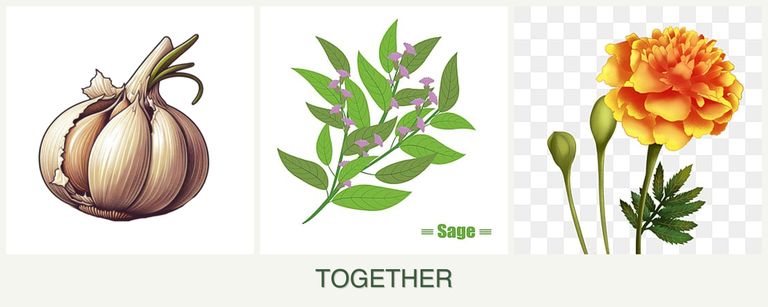 Can you plant garlic, sage and marigolds together?