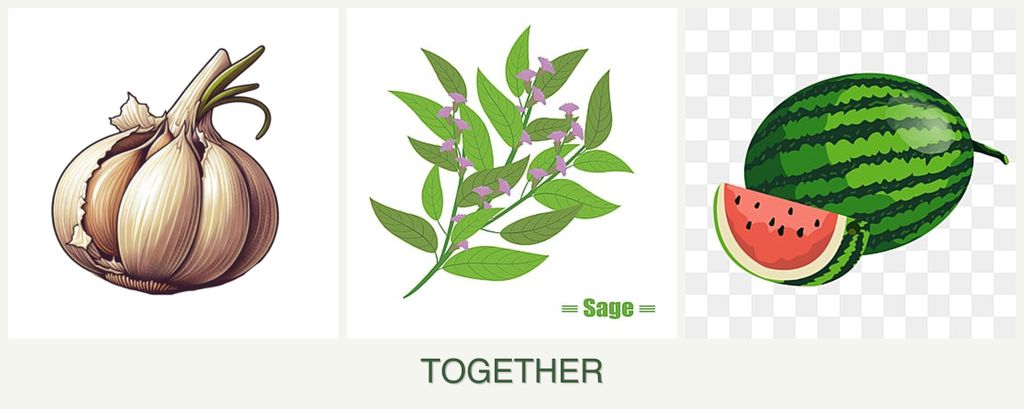 Can you plant garlic, sage and melons together?