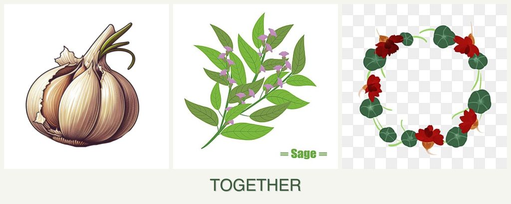 Can you plant garlic, sage and nasturtiums together?