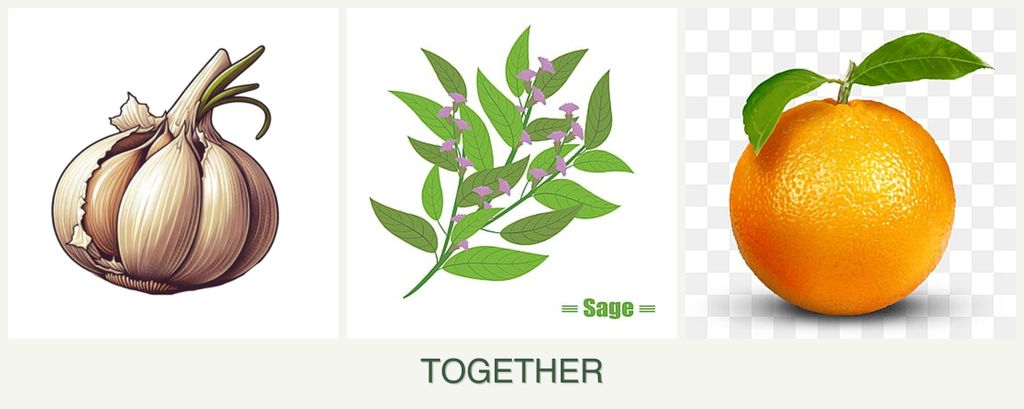 Can you plant garlic, sage and oranges together?