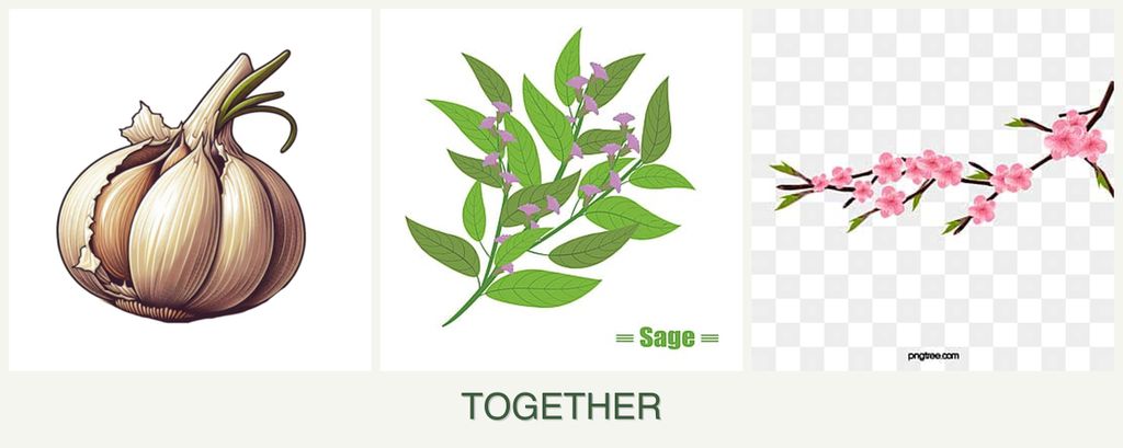 Can you plant garlic, sage and peaches together?