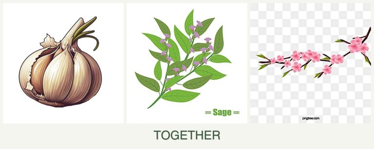 Can you plant garlic, sage and peaches together?