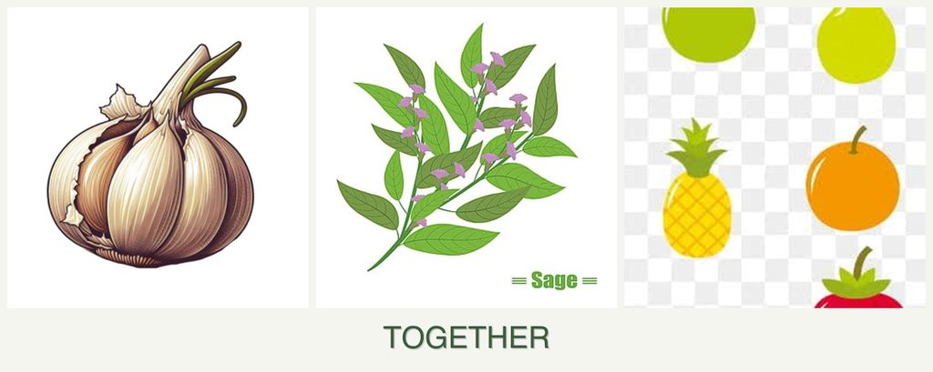 Can you plant garlic, sage and pears together?