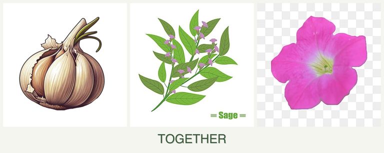 Can you plant garlic, sage and petunias together?