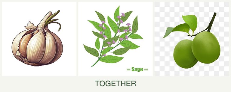 Can you plant garlic, sage and plums together?