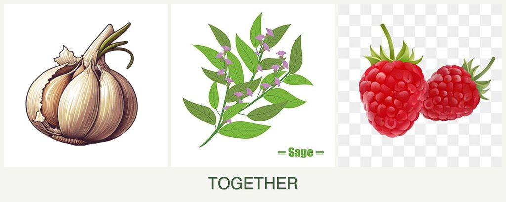 Can you plant garlic, sage and raspberries together?
