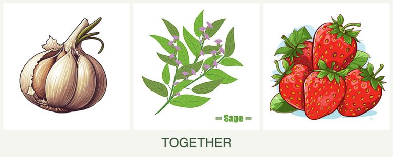 Can you plant garlic, sage and strawberries together?