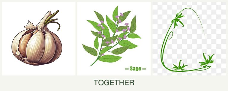 Can you plant garlic, sage and tarragon together?