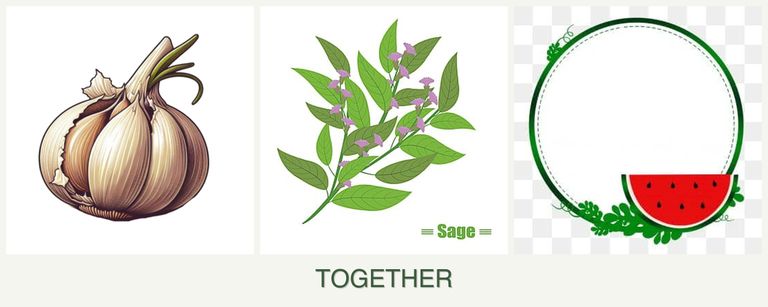 Can you plant garlic, sage and watermelons together?
