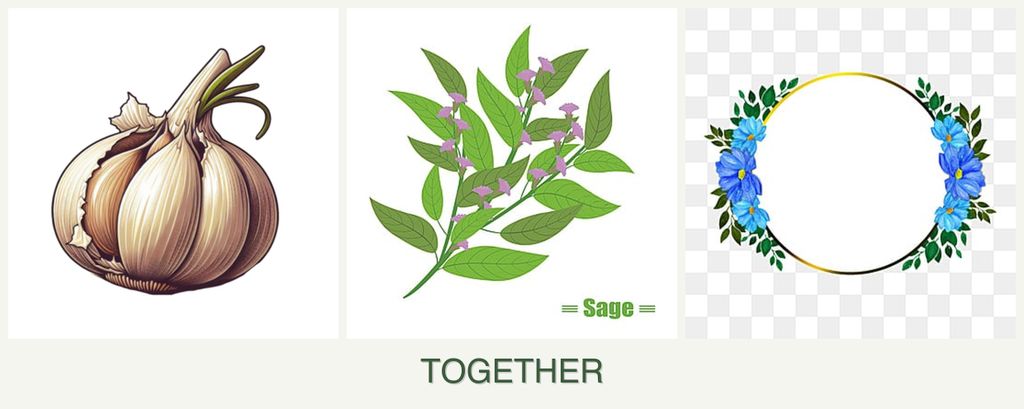 Can you plant garlic, sage and zinnias together?