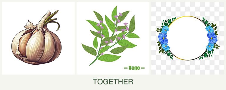 Can you plant garlic, sage and zinnias together?