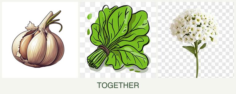 Can you plant garlic, spinach and alyssum together?