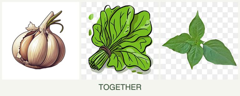 Can you plant garlic, spinach and basil together?