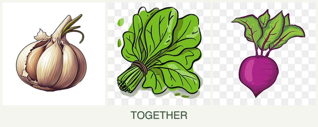Can you plant garlic, spinach and beets together?