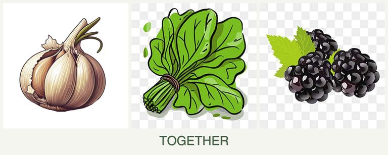 Can you plant garlic, spinach and blackberries together?