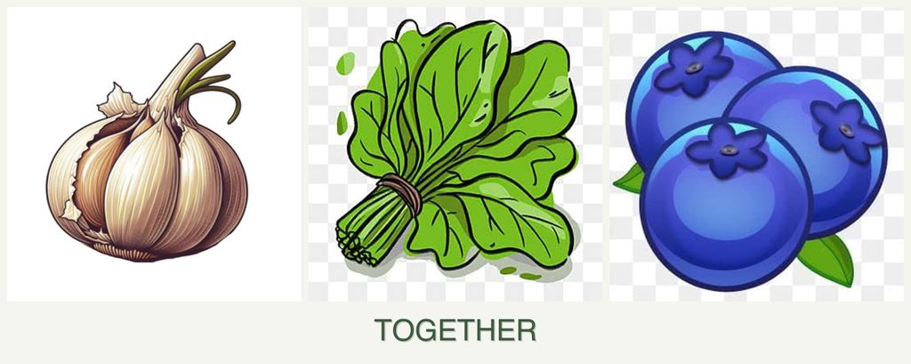 Can you plant garlic, spinach and blueberries together?