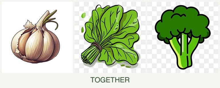 Can you plant garlic, spinach and broccoli together?
