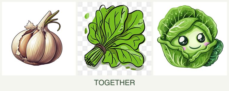 Can you plant garlic, spinach and cabbage together?
