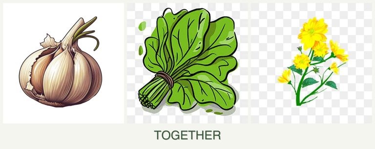 Can you plant garlic, spinach and calendula together?