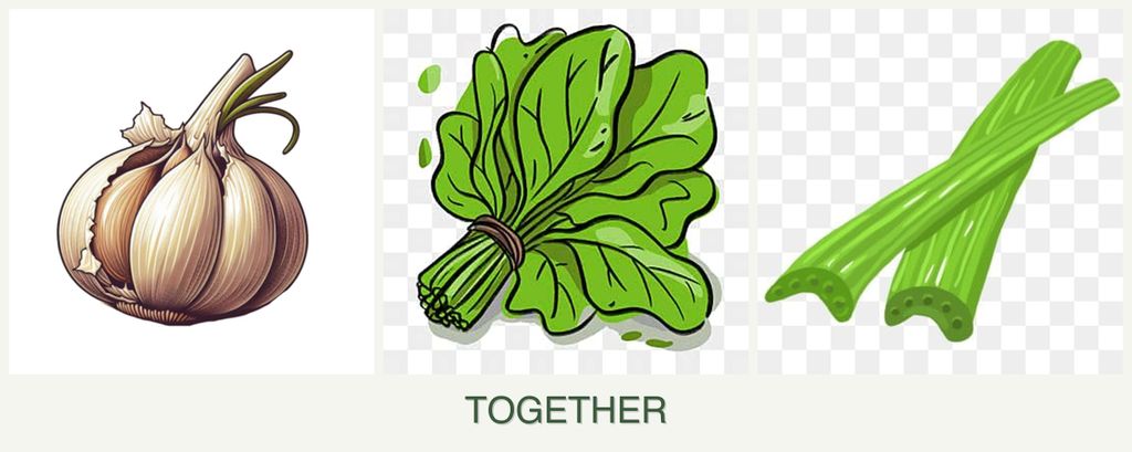 Can you plant garlic, spinach and celery together?