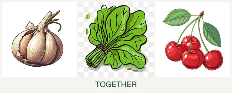 Can you plant garlic, spinach and cherries together?