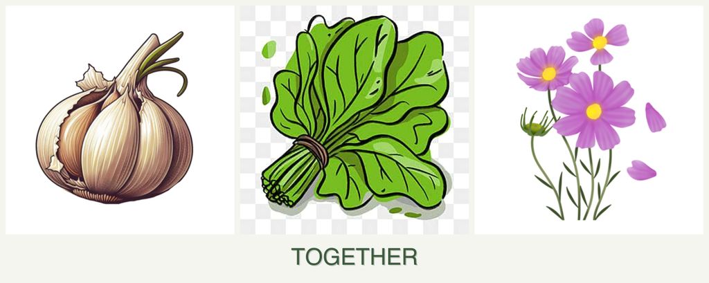 Can you plant garlic, spinach and cosmos together?