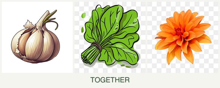Can you plant garlic, spinach and dahlias together?