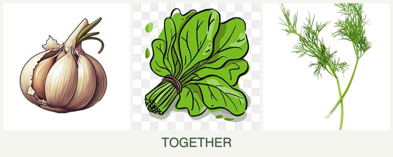 Can you plant garlic, spinach and dill together?