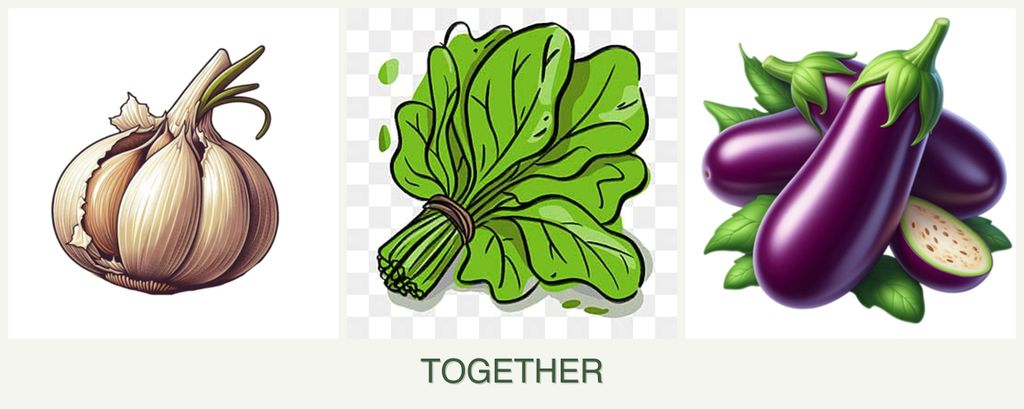 Can you plant garlic, spinach and eggplant together?