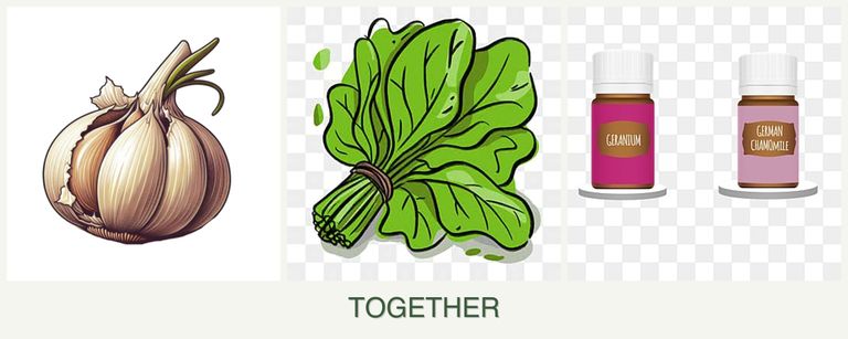Can you plant garlic, spinach and geraniums together?