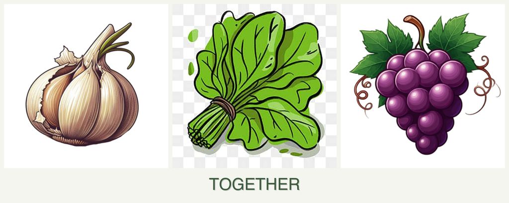 Can you plant garlic, spinach and grapes together?