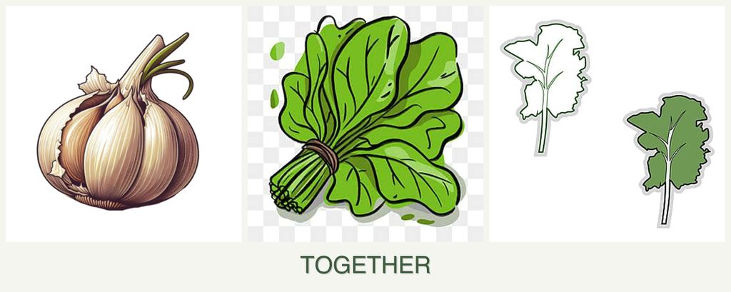Can you plant garlic, spinach and kale together?