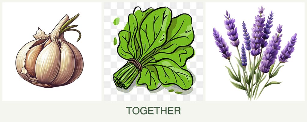 Can you plant garlic, spinach and lavender together?
