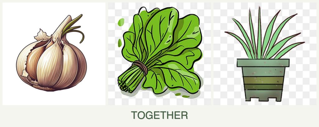 Can you plant garlic, spinach and lemongrass together?