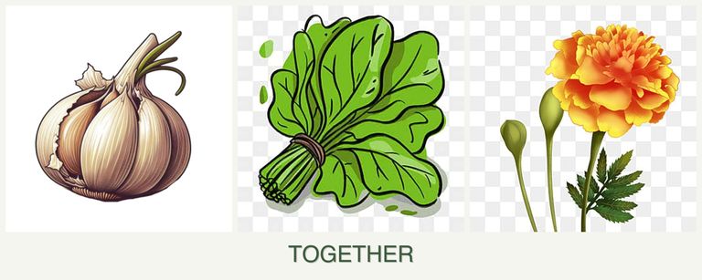 Can you plant garlic, spinach and marigolds together?