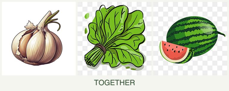 Can you plant garlic, spinach and melons together?
