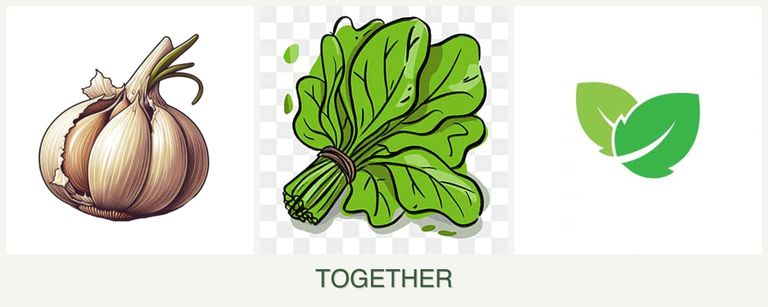 Can you plant garlic, spinach and mint together?