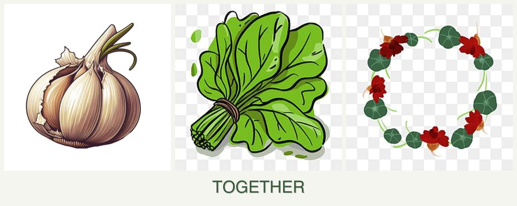 Can you plant garlic, spinach and nasturtiums together?