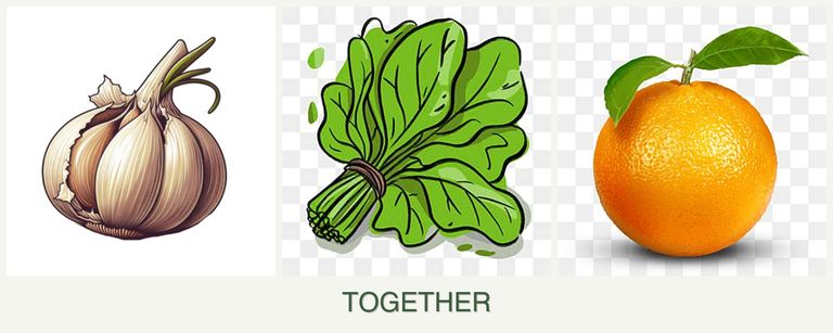 Can you plant garlic, spinach and oranges together?