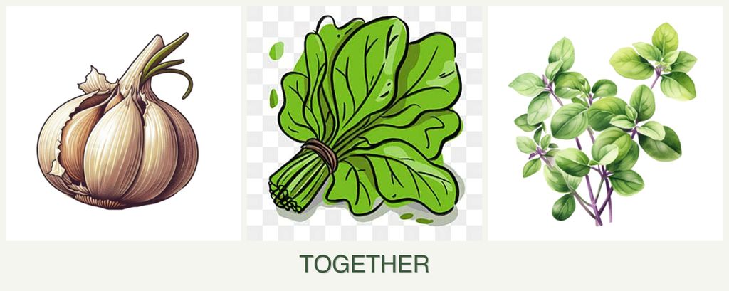 Can you plant garlic, spinach and oregano together?