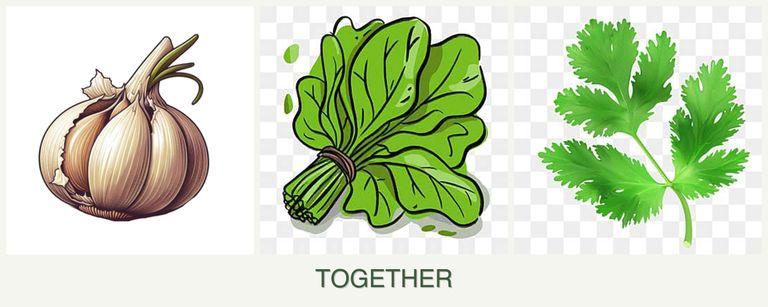 Can you plant garlic, spinach and parsley together?