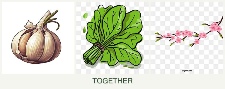 Can you plant garlic, spinach and peaches together?