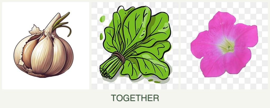 Can you plant garlic, spinach and petunias together?