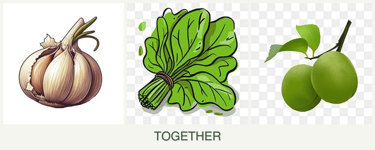 Can you plant garlic, spinach and plums together?