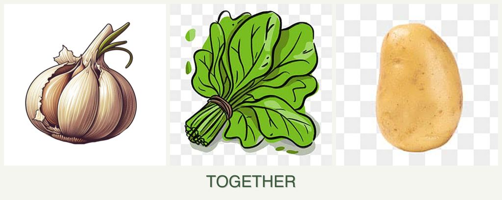 Can you plant garlic, spinach and potatoes together?