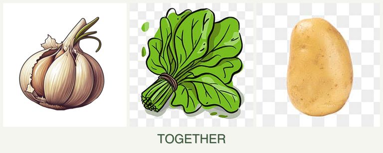 Can you plant garlic, spinach and potatoes together?